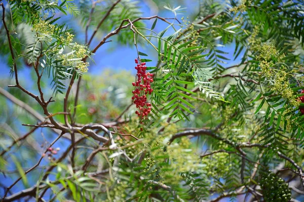 Дерево Гілками Листям Флора Листя — стокове фото