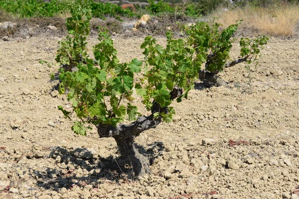 Landschap Met Wijngaarden Wijnbouw Cultuurlandschap — Stockfoto