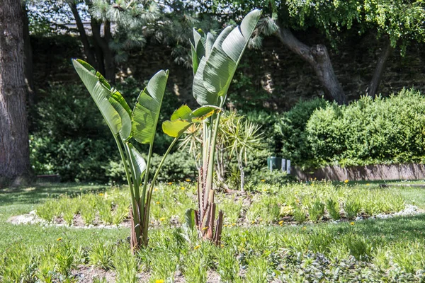 Banana Plants Castle Garden — Stock Photo, Image