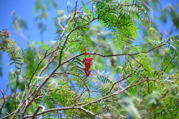 Red Pepper Tree Ισπανια — Φωτογραφία Αρχείου