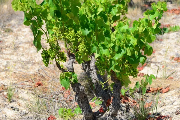 Campo Con Viñedos Viñedo Paisaje Cultivado —  Fotos de Stock