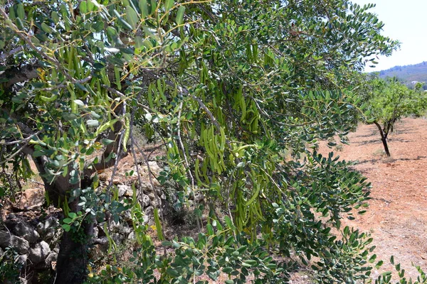 Apina Leipää Puu Tansaniassa Luonto — kuvapankkivalokuva