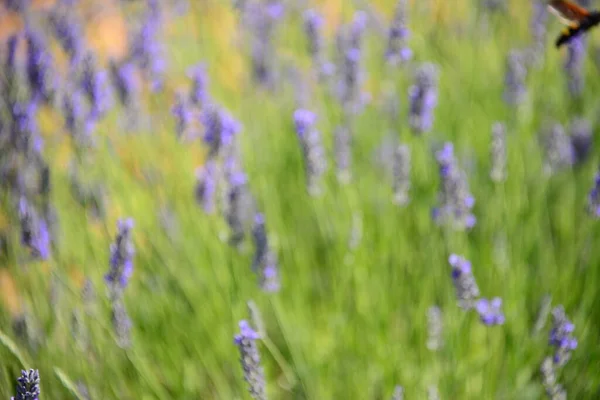 Violette Lavendelblüten Violette Blütenblätter — Stockfoto