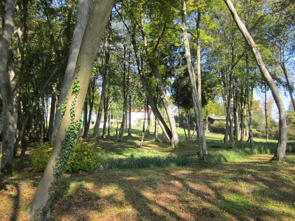 Alberi Secolari Gstadt Chiemsee — Foto Stock