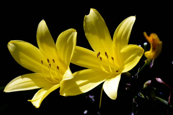 Schöne Botanische Flora Lilienblütenblätter — Stockfoto