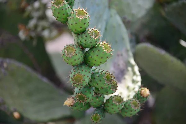 Planta Cacto Tropical Verde Flora Natureza — Fotografia de Stock