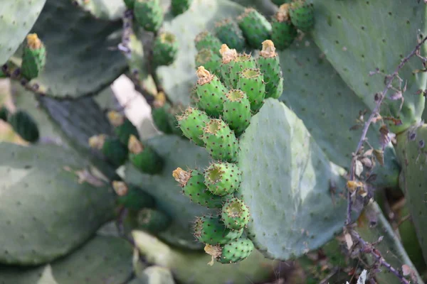 Planta Cactus Tropical Verde Flora Natural — Foto de Stock