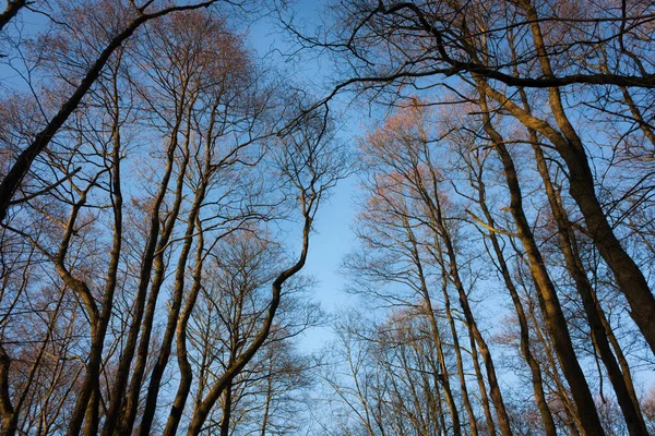 Árvores Campo — Fotografia de Stock