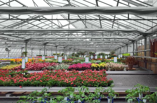 Dentro Uma Estufa Com Muitas Flores — Fotografia de Stock