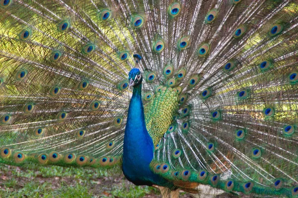 Tavus Kuşu Baş Mavi Güzel Boyun Tüyler Tüy Elbise Kuş — Stok fotoğraf