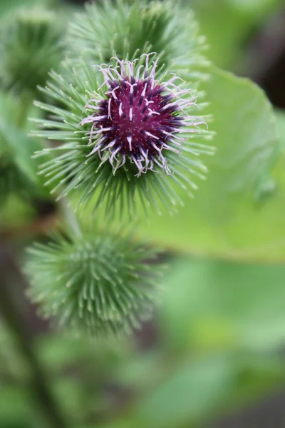 Devedikeni Kır Çiçeği Bitki Doğa — Stok fotoğraf