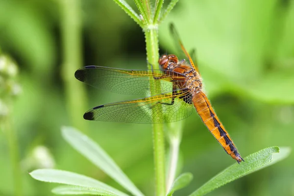 Odonata 蜻蜓昆虫 动植物 — 图库照片