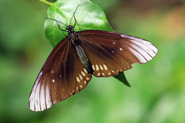 Small Butterfly Flower Wildness Concept — Stock Photo, Image