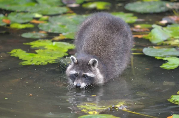 Raton Laveur Dans Lac — Photo