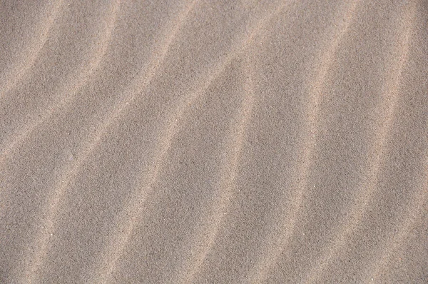 사막에 — 스톡 사진