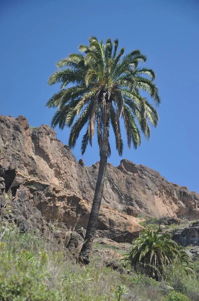 Palmboom Bij Soria Gran Canaria — Stockfoto