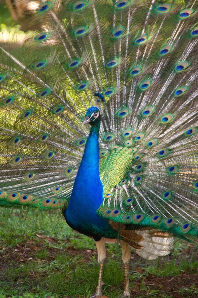 Pfau Kopf Blau Schön Hals Federn Federkleid Vogel Fasan Gefieder — Stockfoto