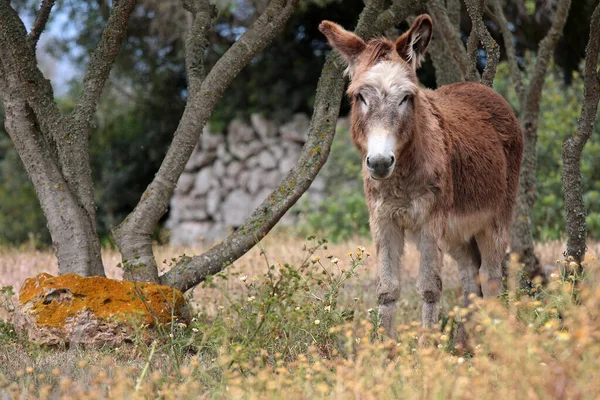Junger Esel Auf Der Weide — Stockfoto