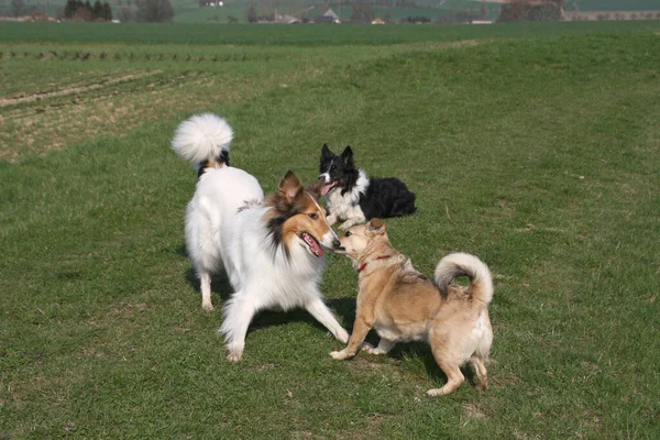 Παίζοντας Σκύλους Ζώο Συντροφιάς — Φωτογραφία Αρχείου