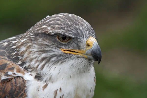 Koningsbuizerd Met Ruwe Voeten — Stockfoto