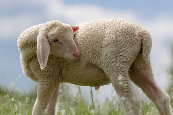 Sheep Field — Stock Photo, Image