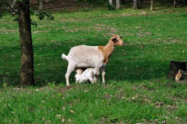 Chèvre Suce Les Petits Dans Réserve Naturelle Hullerbusch Près Carwitz — Photo