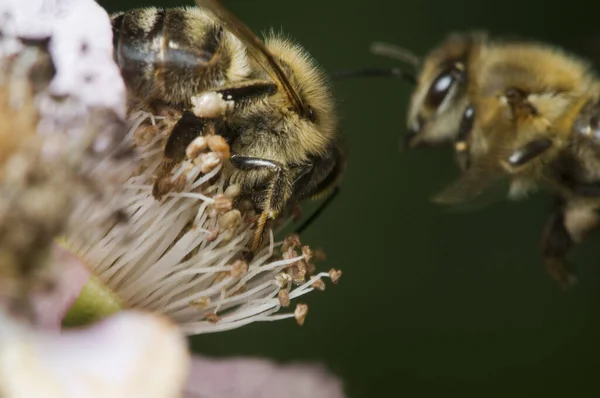 Macro Imagem Uma Abelha Selvagem Chupando Flor Amora Com Uma — Fotografia de Stock