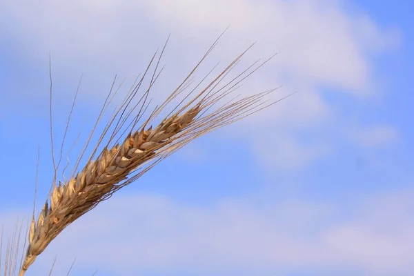 Закрыть Пшеничное Поле — стоковое фото