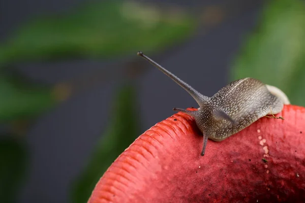 Autumnal Picture Snail Forest Mushroom Moss Leaves — Stock Photo, Image