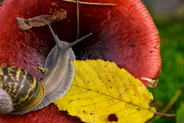 Imagen Otoñal Con Caracol Seta Bosque Con Musgo Hojas — Foto de Stock