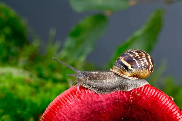 Immagine Autunnale Con Lumaca Sul Fungo Della Foresta Con Muschio — Foto Stock