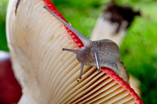 苔と葉を持つ森のキノコのカタツムリと秋の画像 — ストック写真