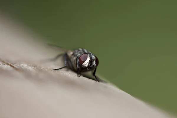 close up of a green beetle on a stick