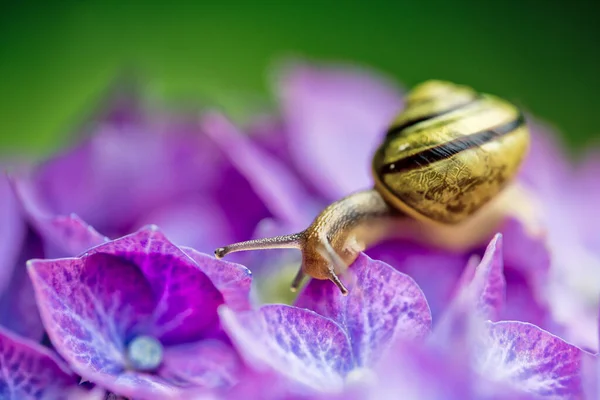 Banded snail on purple hydrangea flowers