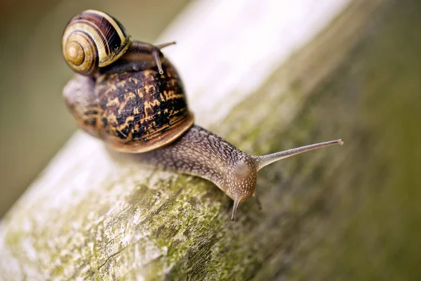 Snail Helix Pomatia Invertebrate Mollusk — Stock Photo, Image