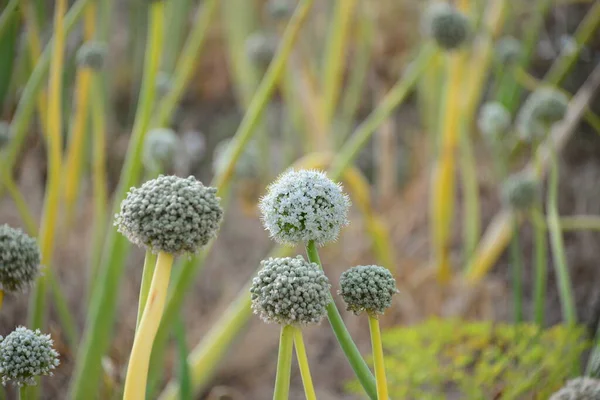 Onion Seeds Wild Plant Flora — Stock Photo, Image
