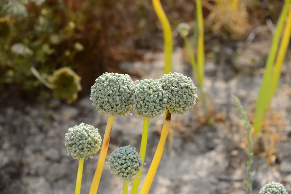 Onion Seeds Wild Plant Flora — Stock Photo, Image