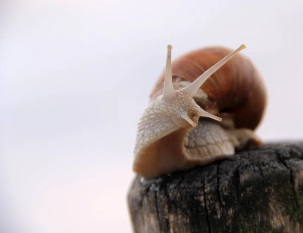 Caracol Vinha Hélice Castanha Pomatia — Fotografia de Stock