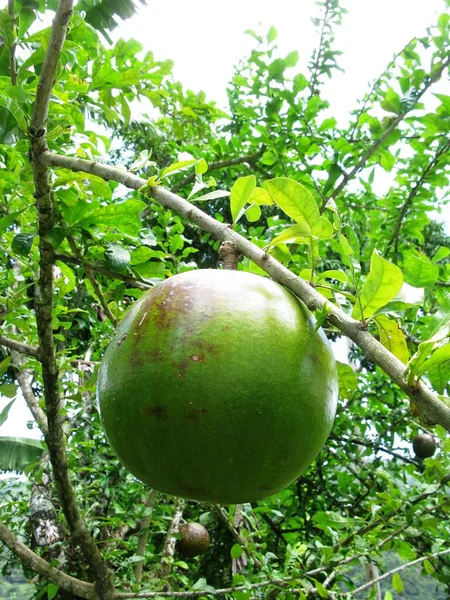 Green Mango Tree — Stock Photo, Image