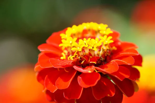 Beautiful Flowers Floral Concept Background — Stock Photo, Image