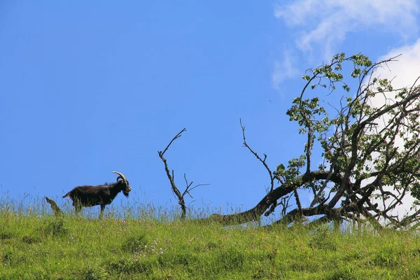 Goat National Park Kenya — Stock Photo, Image