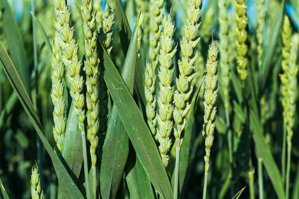 近いうちに健康な穀物の茎 — ストック写真