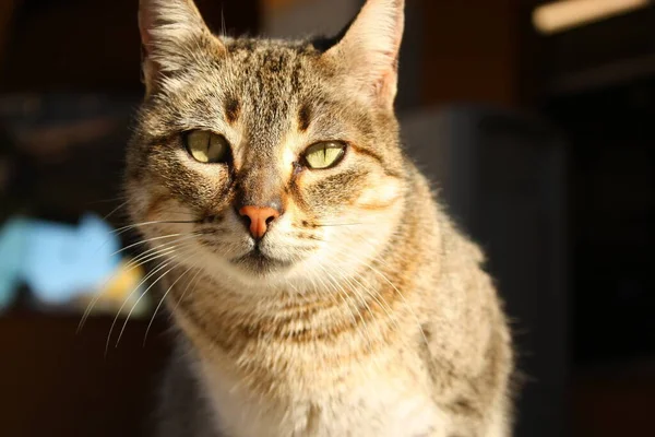 Gözlerimin Içine Bak — Stok fotoğraf