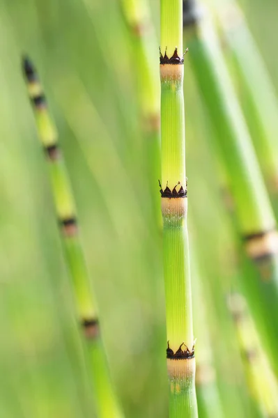 Grön Bambublad Närbild — Stockfoto