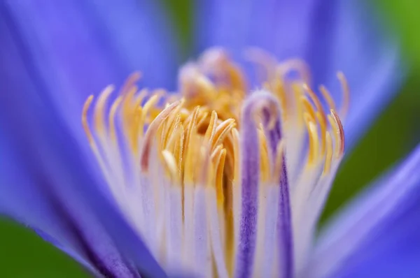 Decorative Views Summer Garden — Stock Photo, Image