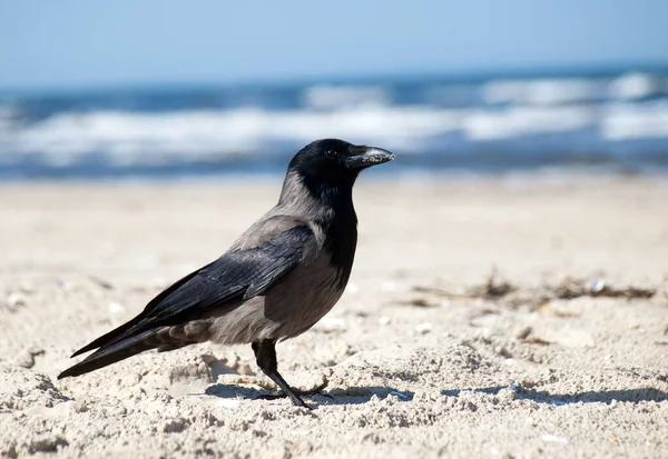 Raven Bij Zee — Stockfoto