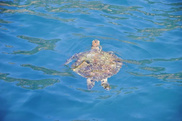 Reptilien Schildkröte Tier Natur Fauna — Stockfoto