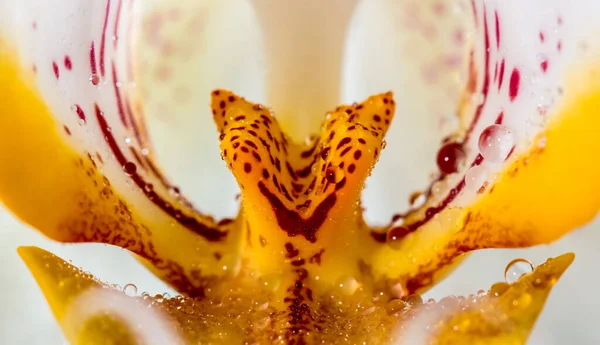 Damlalı Orkide — Stok fotoğraf