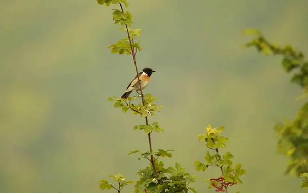 Uccellino Nella Foresta — Foto Stock