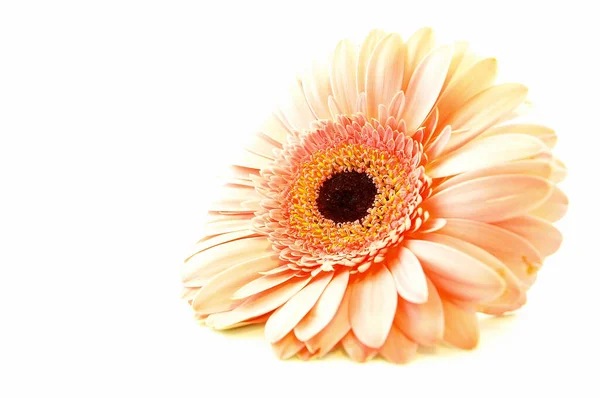 白に孤立した美しいオレンジ色のガーベラの花 — ストック写真